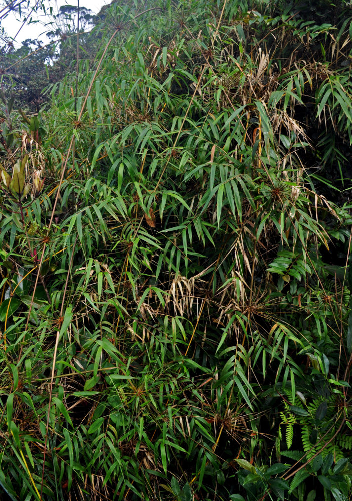 Изображение особи Holttumochloa magica.