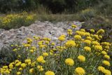 Santolina chamaecyparissus. Аспект цветущих растений на постепенно зарастающих разнотравьем скальных обнажениях. Испания, Каталония, пров. Жирона, комарка Сельва, муниципалитет Сускеда, окр. деревни Сант-Марти-Сакальм, 835 м н.у.м., не занятый под выгон участок около полевой дороги. 10.06.2017.