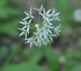 Allium ursinum. Соцветие. Республика Адыгея, левый берег р. Белая чуть ниже устья руч. Большой Руфабго, лиственный лес. 28.04.2018.