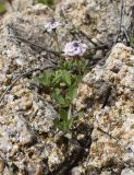 Lippia nodiflora