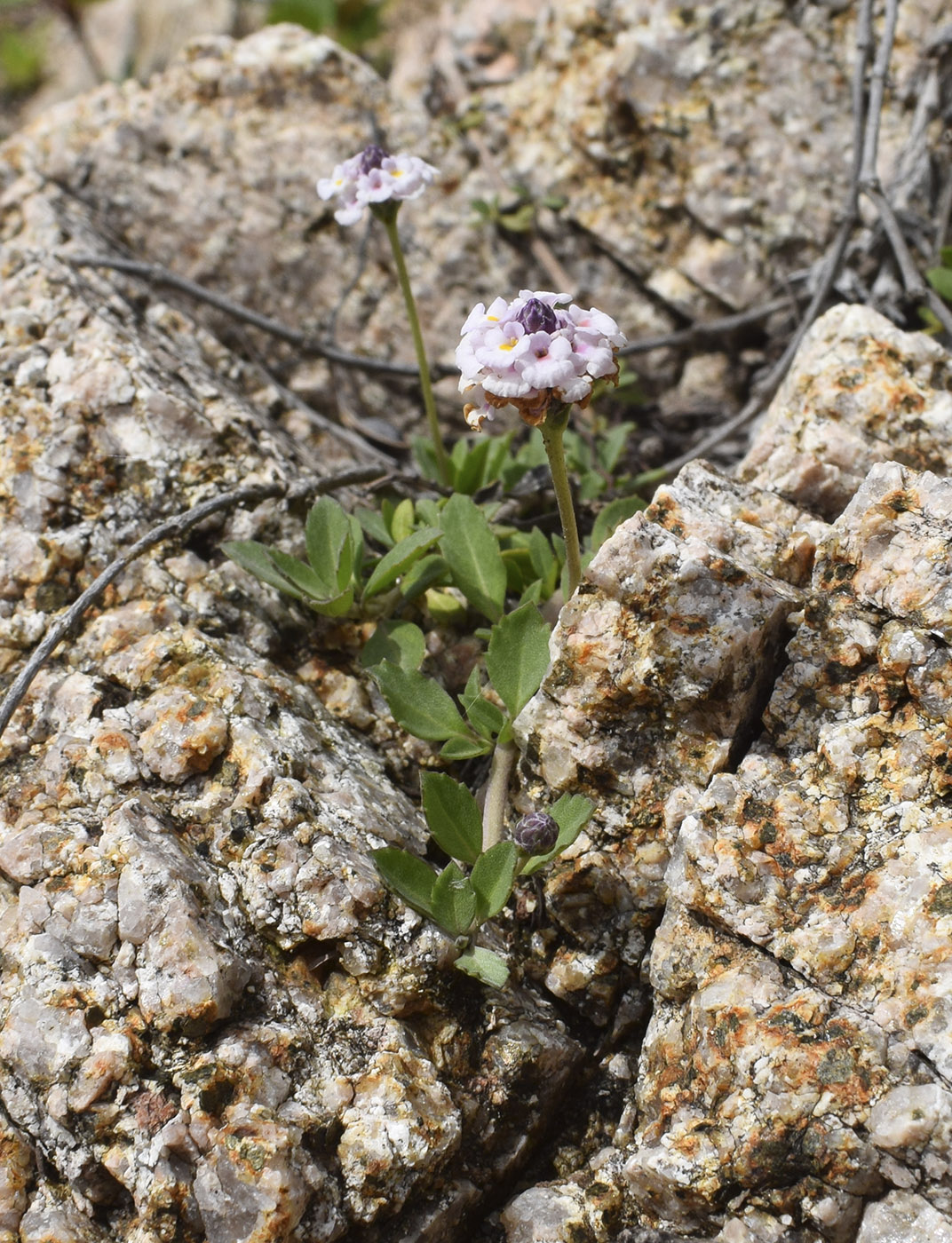 Изображение особи Lippia nodiflora.