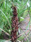 Dactylorhiza incarnata