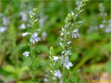 Veronica officinalis. Соцветия. Украина, Ивано-Франковская обл., Болеховский горсовет, Поляницкий сельсовет, Поляницкий региональный ландшафтный парк, урочище Выдрына, буковый лес. 08.06.2018.