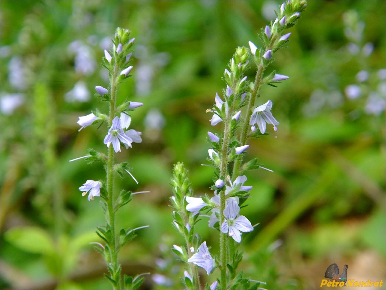 Изображение особи Veronica officinalis.