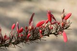 Hesperaloe parviflora. Верхушка соцветия с бутонами, отцветшими цветками и завязавшимися плодами. Израиль, г. Бат-Ям, в озеленении. 14.09.2017.