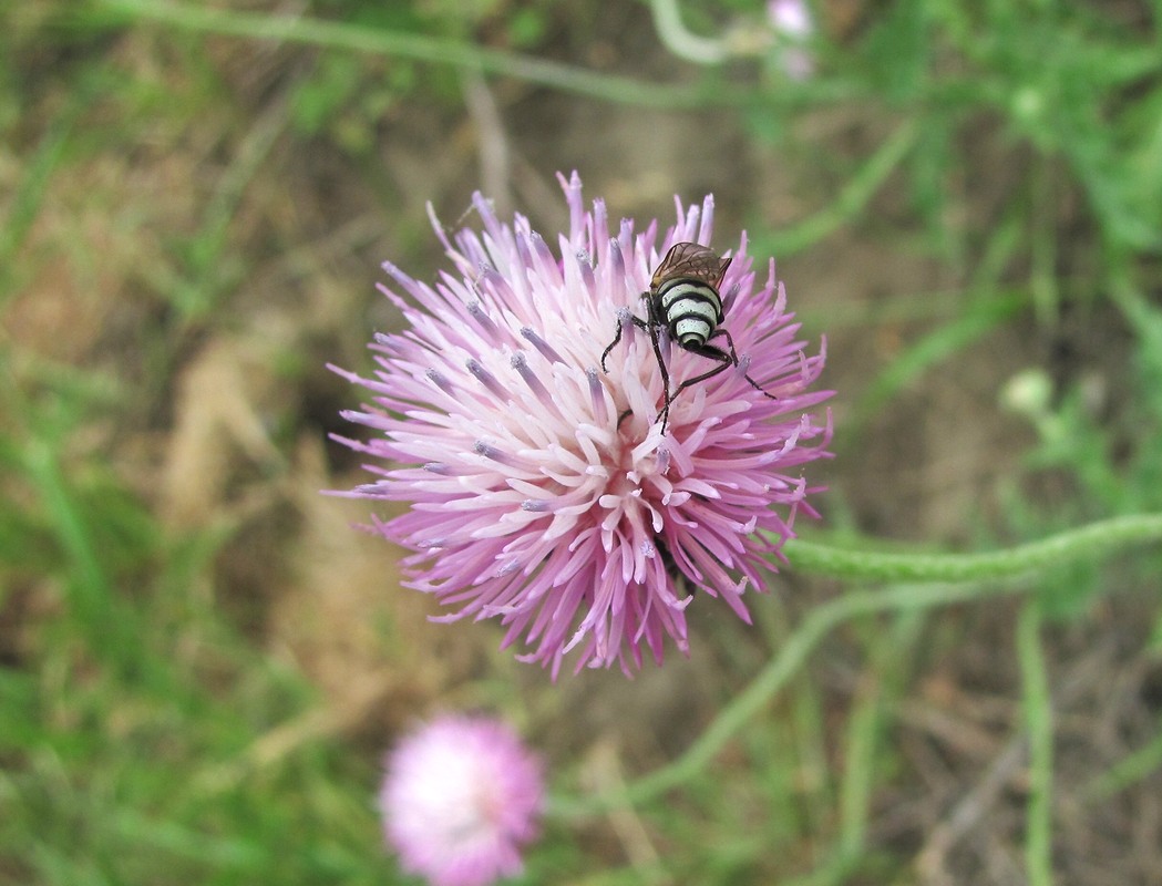 Изображение особи Carduus seminudus.