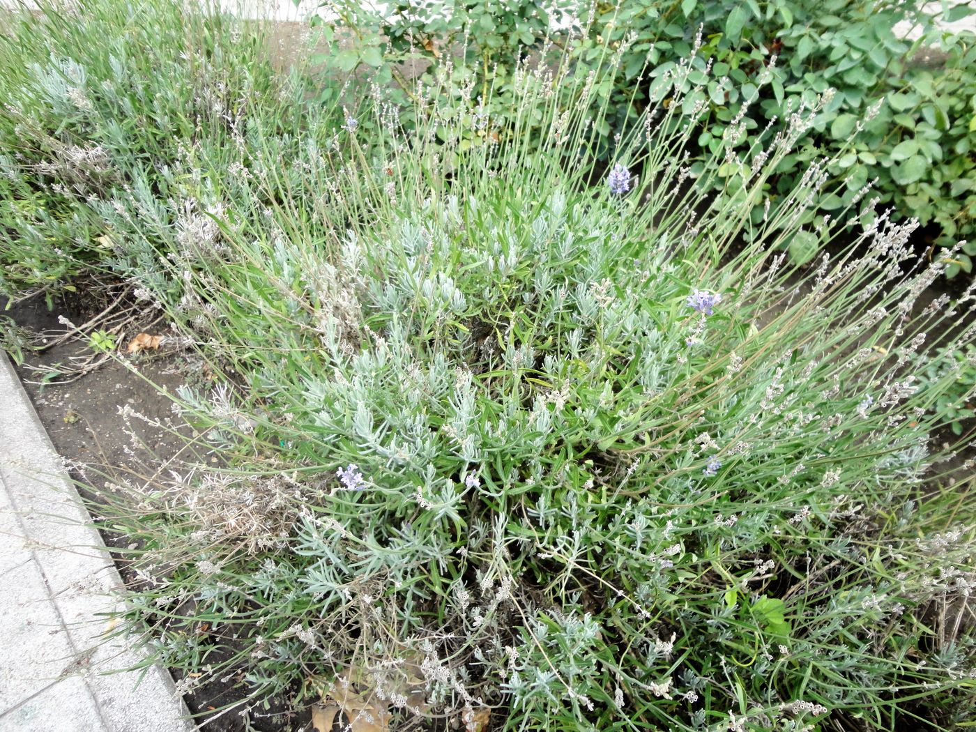 Image of Lavandula angustifolia specimen.