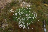 Gypsophila tenuifolia. Дерновина цветущих растений. Республика Адыгея, Майкопский р-н, Кавказский биосферный заповедник, Фишт-Оштеновский массив, хребет севернее цирка Оштена, выс. ок. 2700 м н.у.м., задернённый участок на скалах. 28.07.2018.