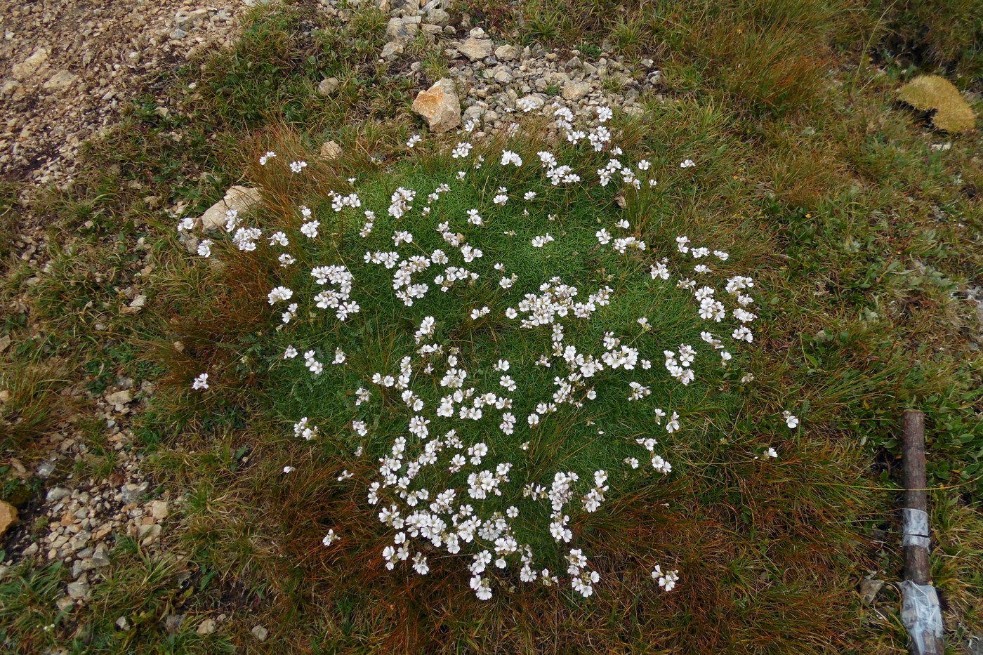 Image of Gypsophila tenuifolia specimen.