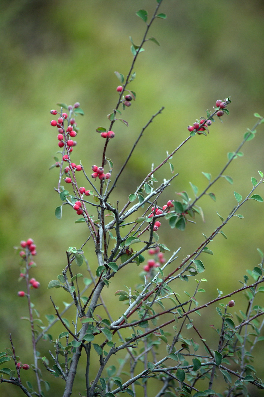 Image of Cotoneaster integerrimus specimen.