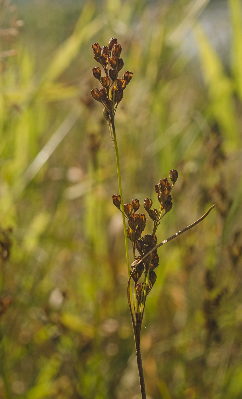 Image of Juncus compressus specimen.