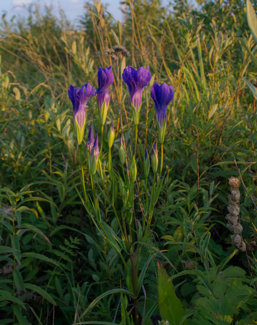 Изображение особи Gentianopsis barbata.