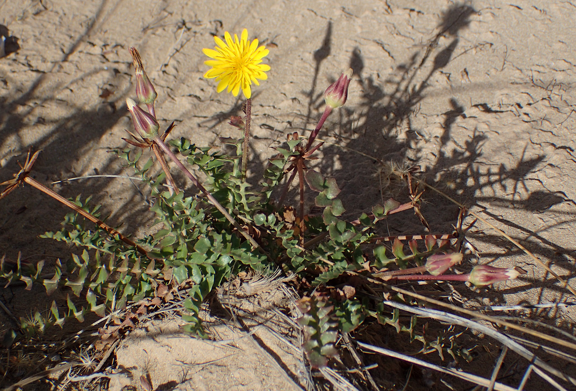 Изображение особи Hyoseris lucida.