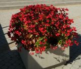 Begonia × hortensis