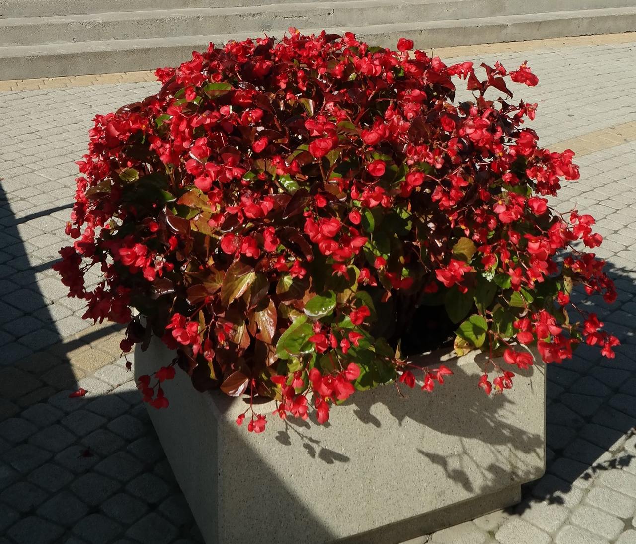 Изображение особи Begonia &times; hortensis.