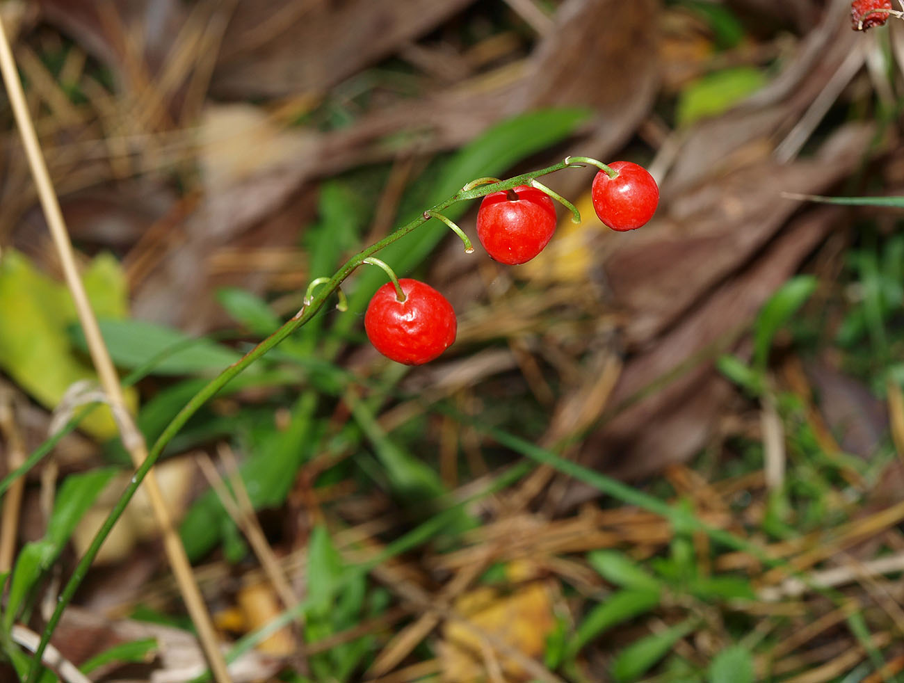 Изображение особи Convallaria majalis.