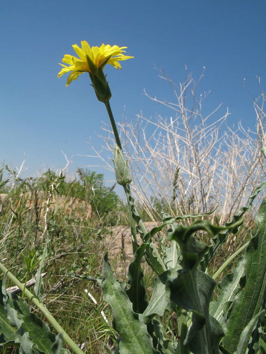 Image of Scorzonera inconspicua specimen.