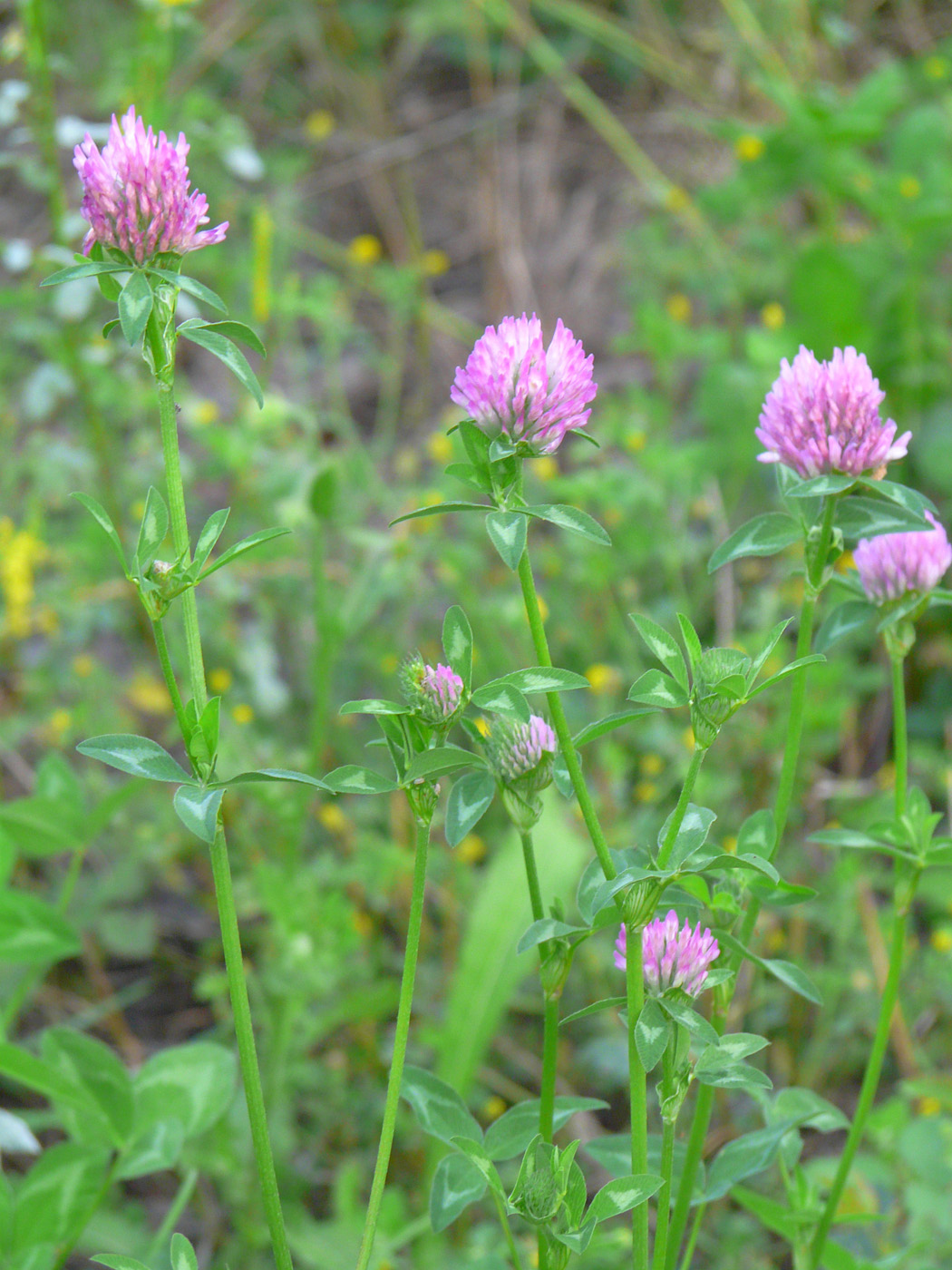 Изображение особи Trifolium pratense.