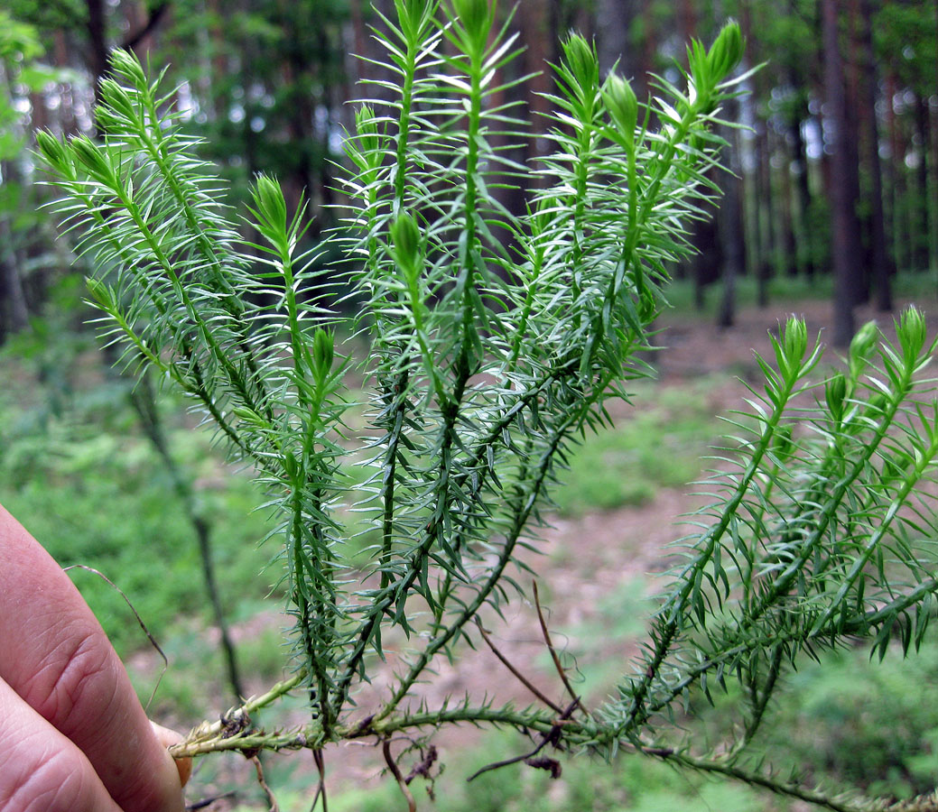 Изображение особи Lycopodium annotinum.