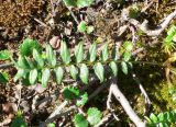 Polemonium acutiflorum