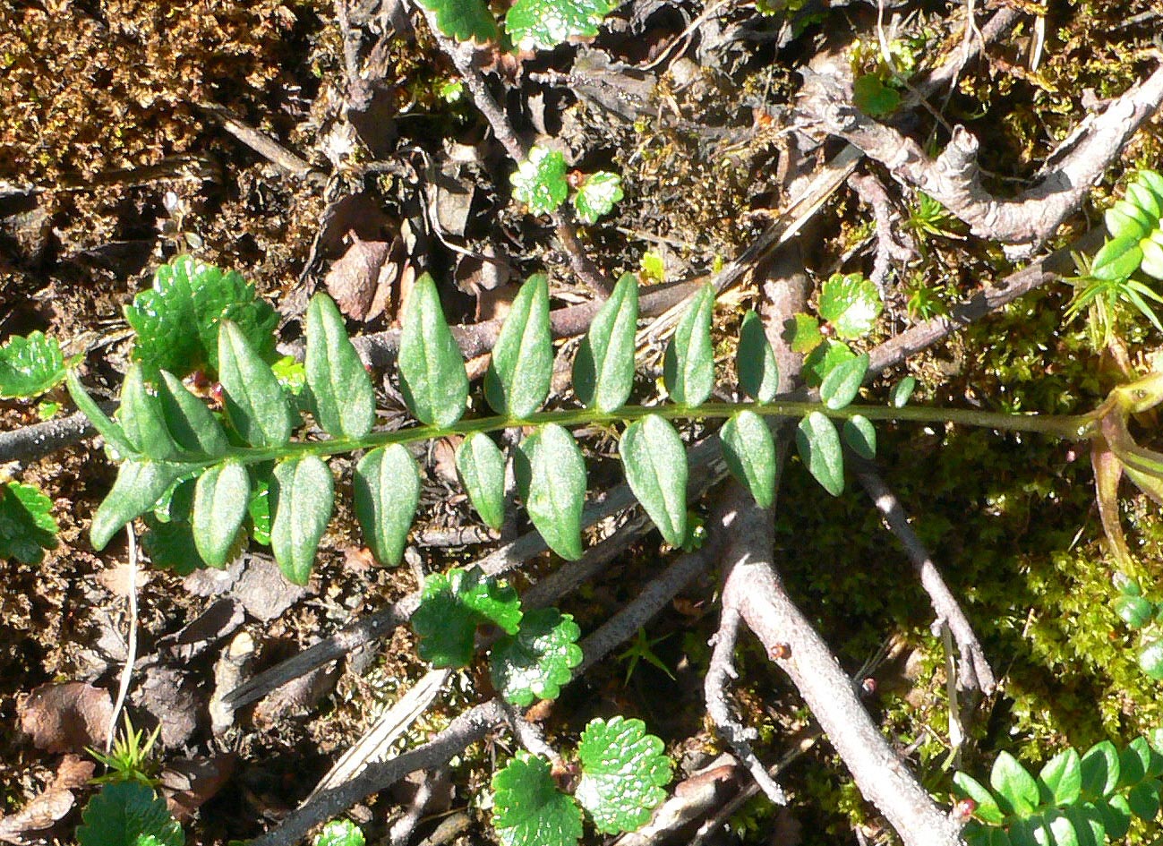 Image of Polemonium acutiflorum specimen.