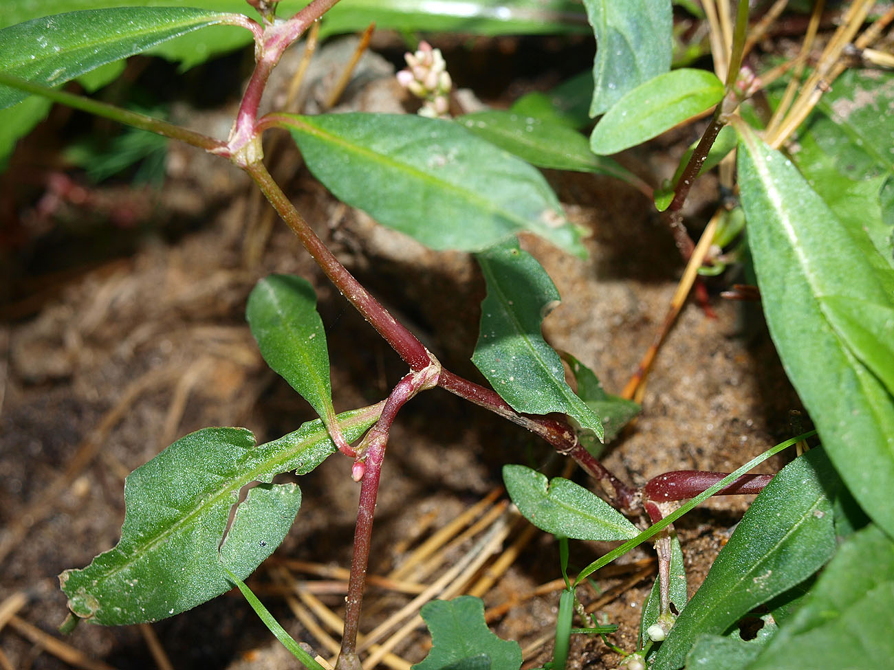 Изображение особи род Persicaria.
