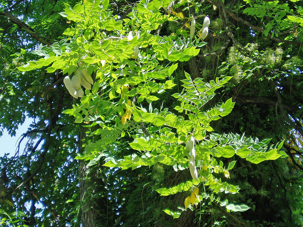 Изображение особи Gymnocladus dioicus.