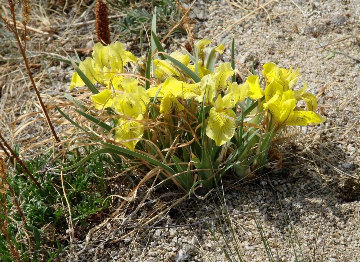 Image of Iris potaninii specimen.
