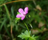 Geranium palustre. Цветок и бутон. Московская обл., Раменский р-н, окр. пос. Ильинский, Ильинский лес, на опушке березняка. 19.07.2018.