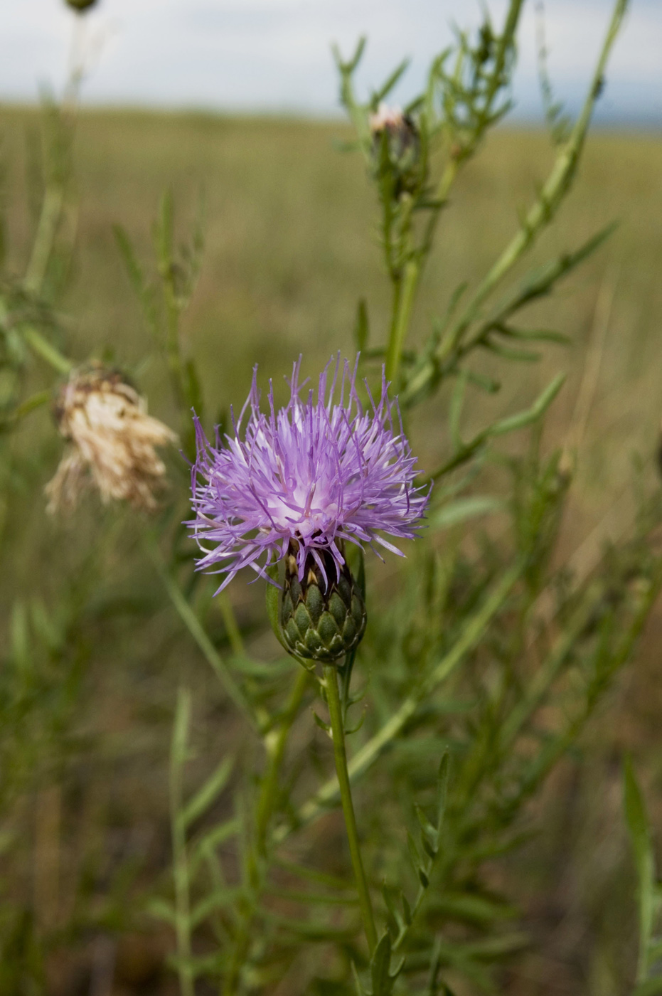 Image of Klasea centauroides specimen.