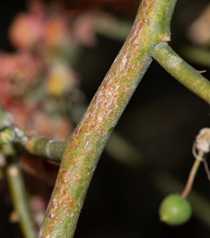 Image of Capparis decidua specimen.