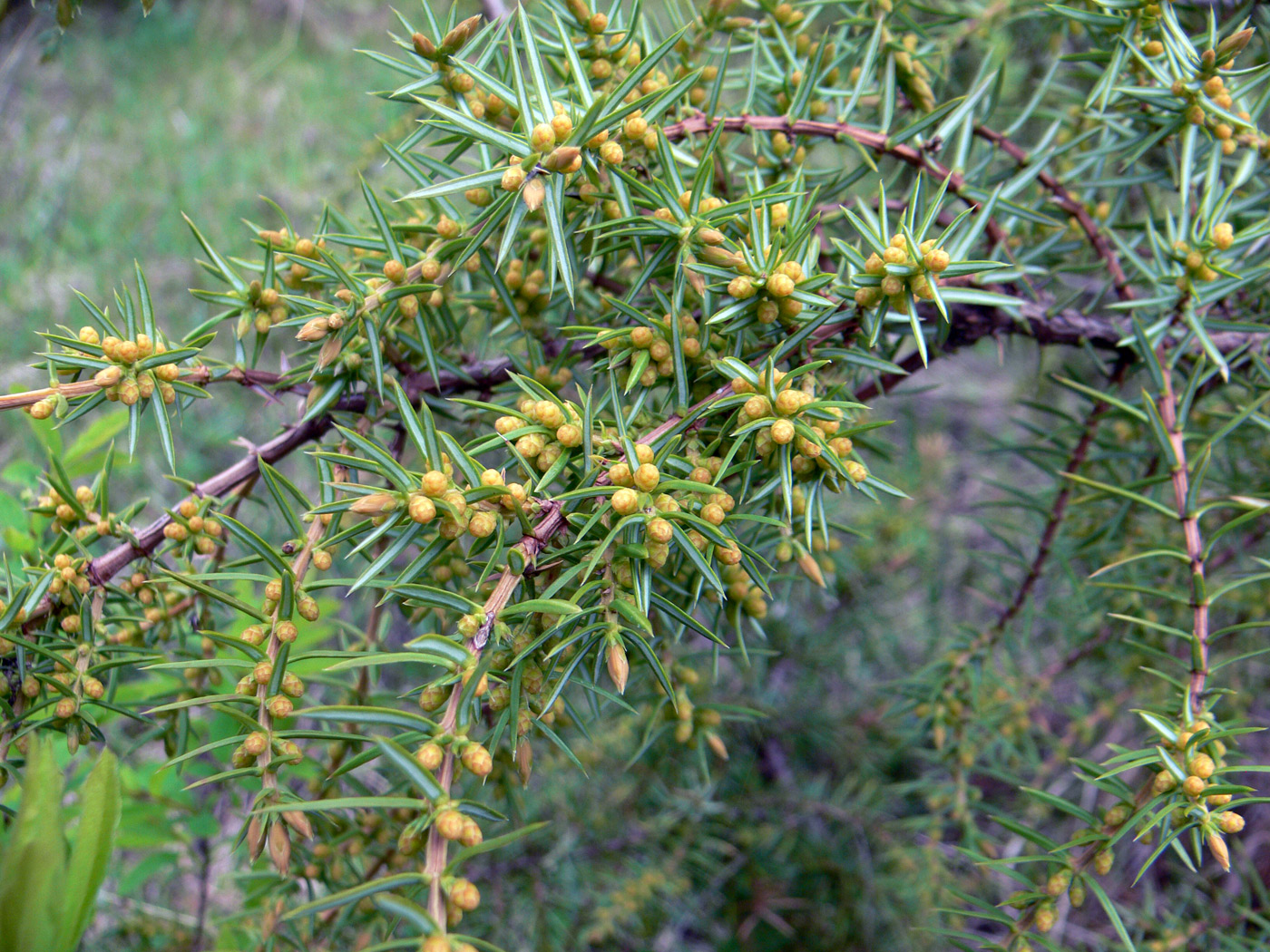 Image of Juniperus communis specimen.
