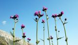 Cirsium appendiculatum. Верхушки побегов цветущих растений. Болгария, национальный парк Пирин, субальпийский луг. 16.08.2013.