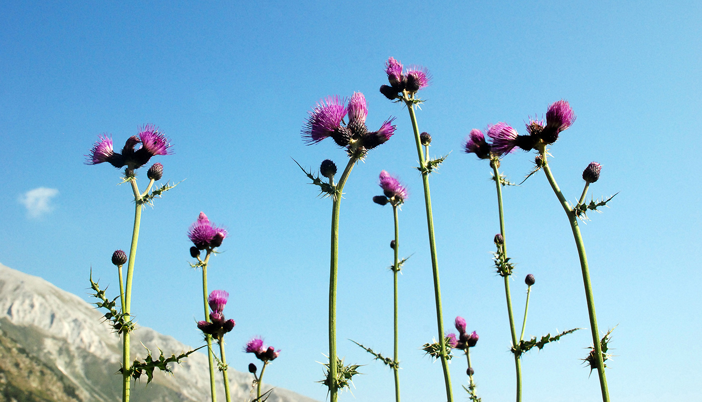 Изображение особи Cirsium appendiculatum.