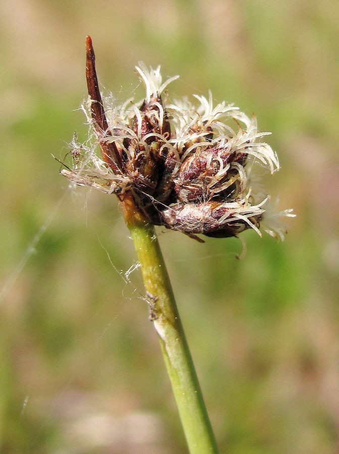 Image of Schoenoplectus tabernaemontani specimen.