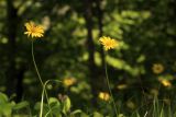 Doronicum orientale