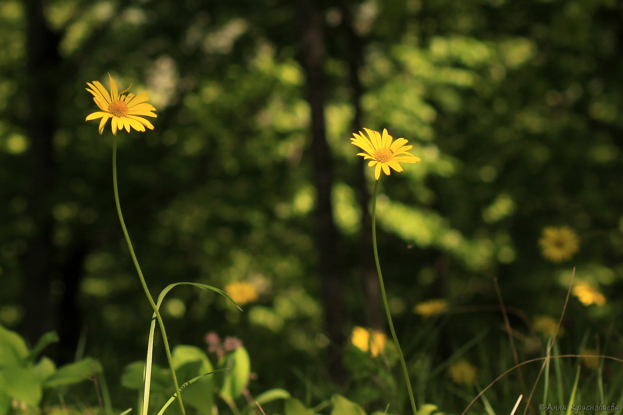 Image of Doronicum orientale specimen.