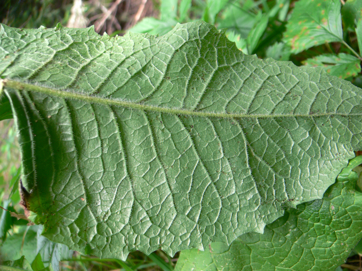 Image of Crepis sibirica specimen.