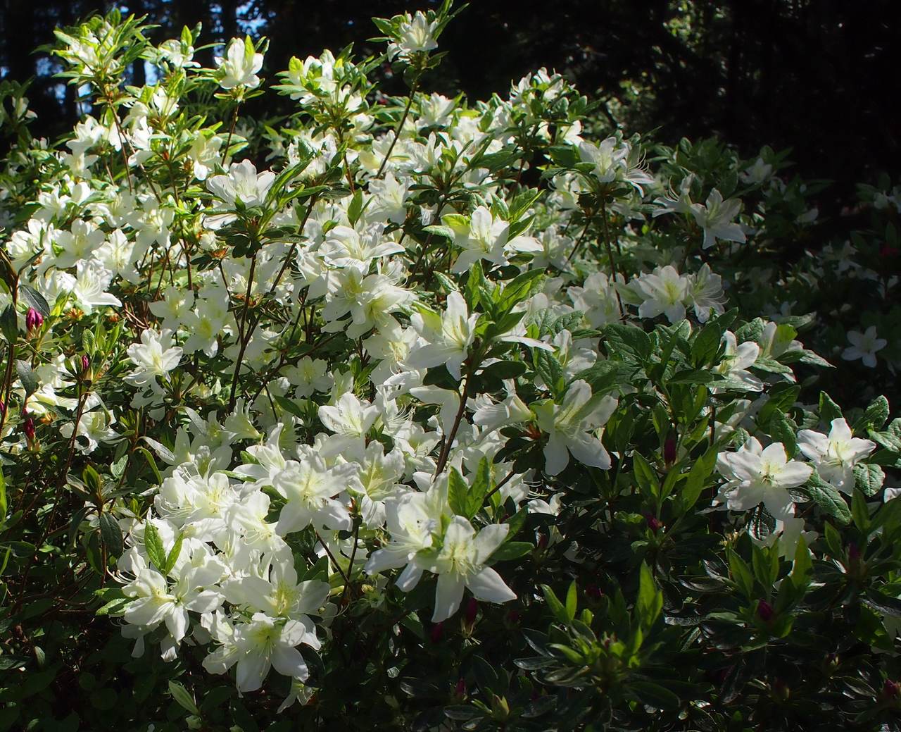 Изображение особи род Rhododendron.