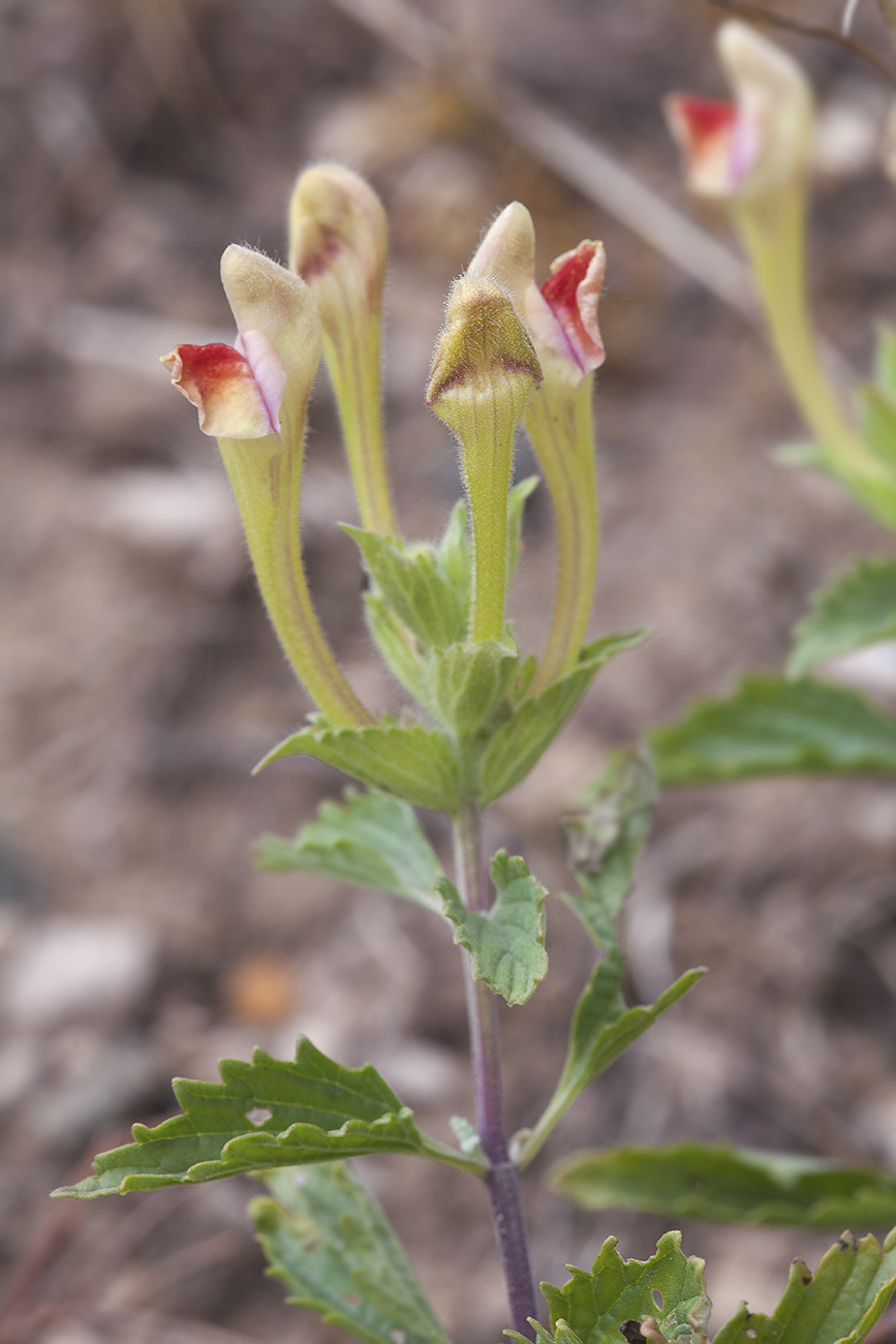 Image of Scutellaria adenostegia specimen.