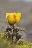 Adonis volgensis