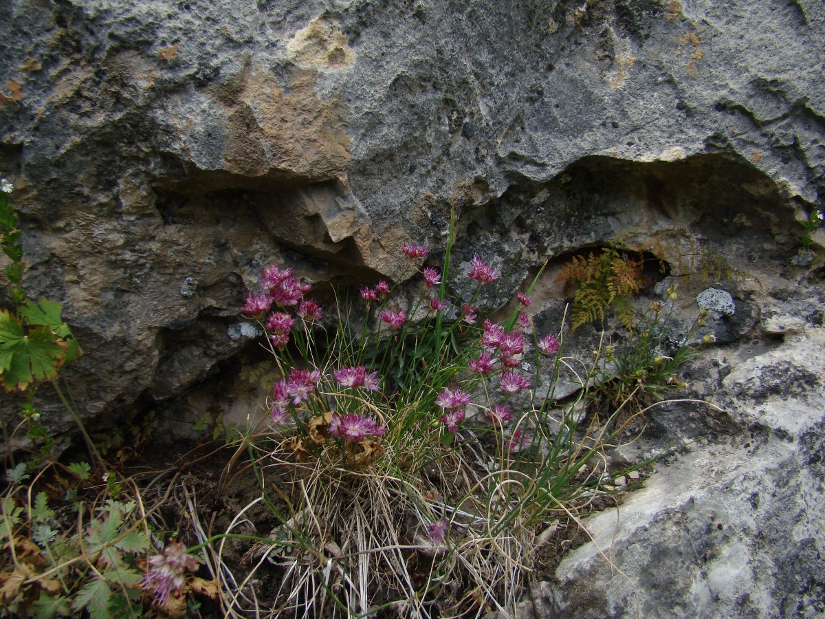 Image of Allium kokanicum specimen.