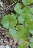 Asarum intermedium