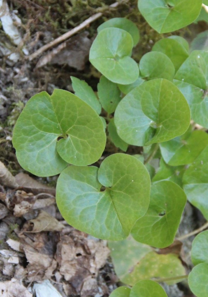 Изображение особи Asarum intermedium.