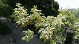 Quercus pubescens. Ветвь с мужскими соцветиями. Краснодарский край, Анапский р-н, окр. мыса Большой Утриш, западный склон горы Средний Бугор, опушка дубово-можжевелово-грабинникового леса, ~250 м н.у.м., 29.04.2019.