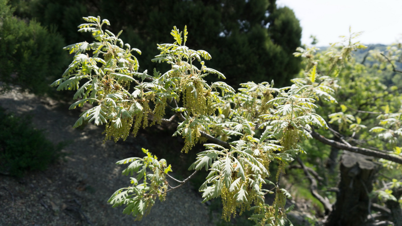 Изображение особи Quercus pubescens.