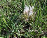 Astragalus humilis