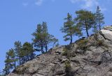 Pinus sylvestris subspecies hamata. Деревья на сланцевой скале. Дагестан, Тляратинский р-н, окр. с. Салда, ≈ 1900 м. 03.05.2019.