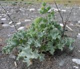 Eryngium maritimum. Растение на галечно-песчаном пляже. Абхазия, Пицунда, 03.06.2007.