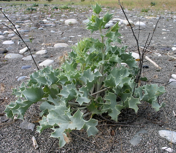 Image of Eryngium maritimum specimen.